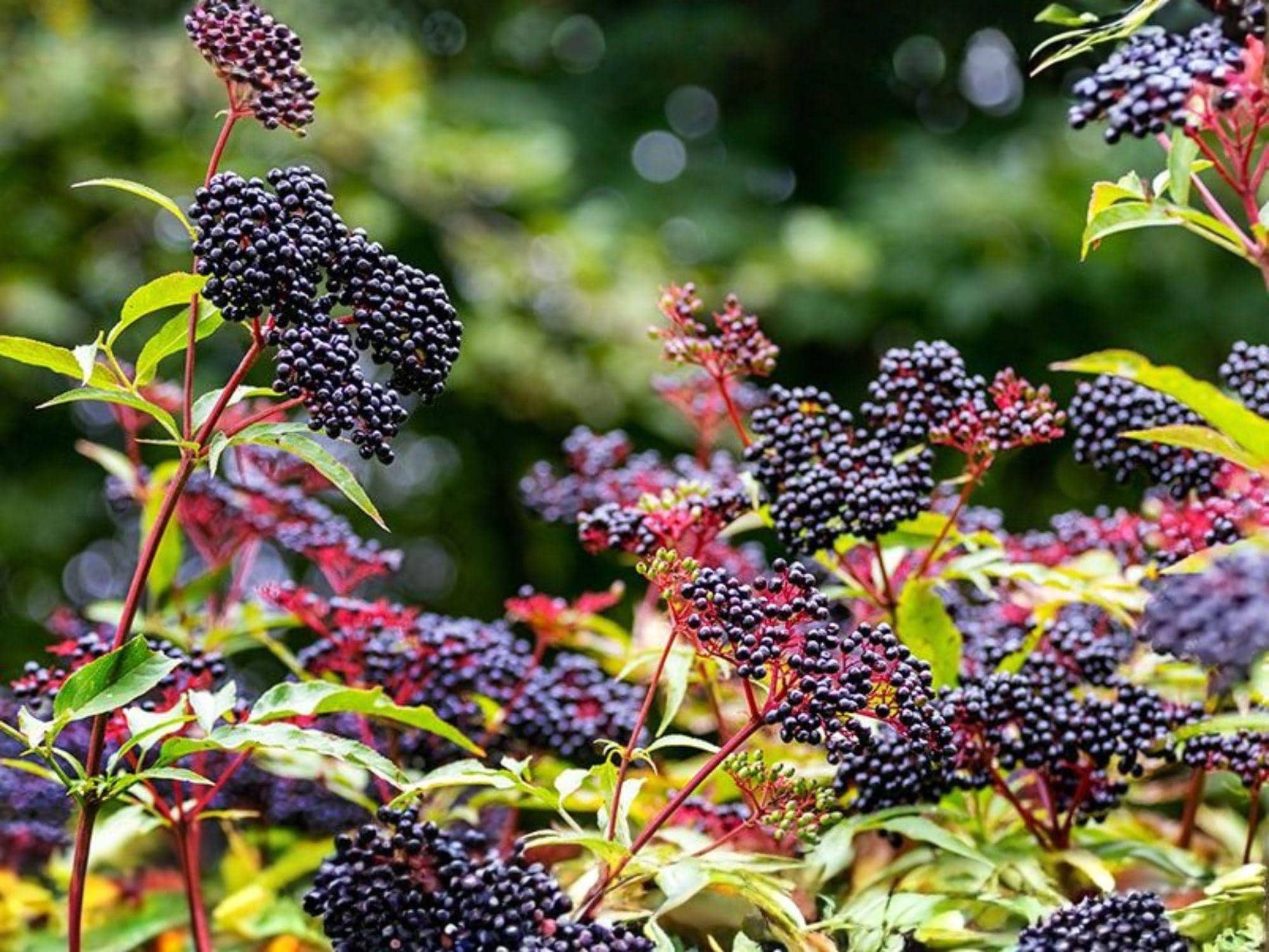 Elderberry Shrubs 2 Pack – Sambucus Berry Plants for Garden, Wildlife, Hedge, Ornamental, Fruit, Perennial