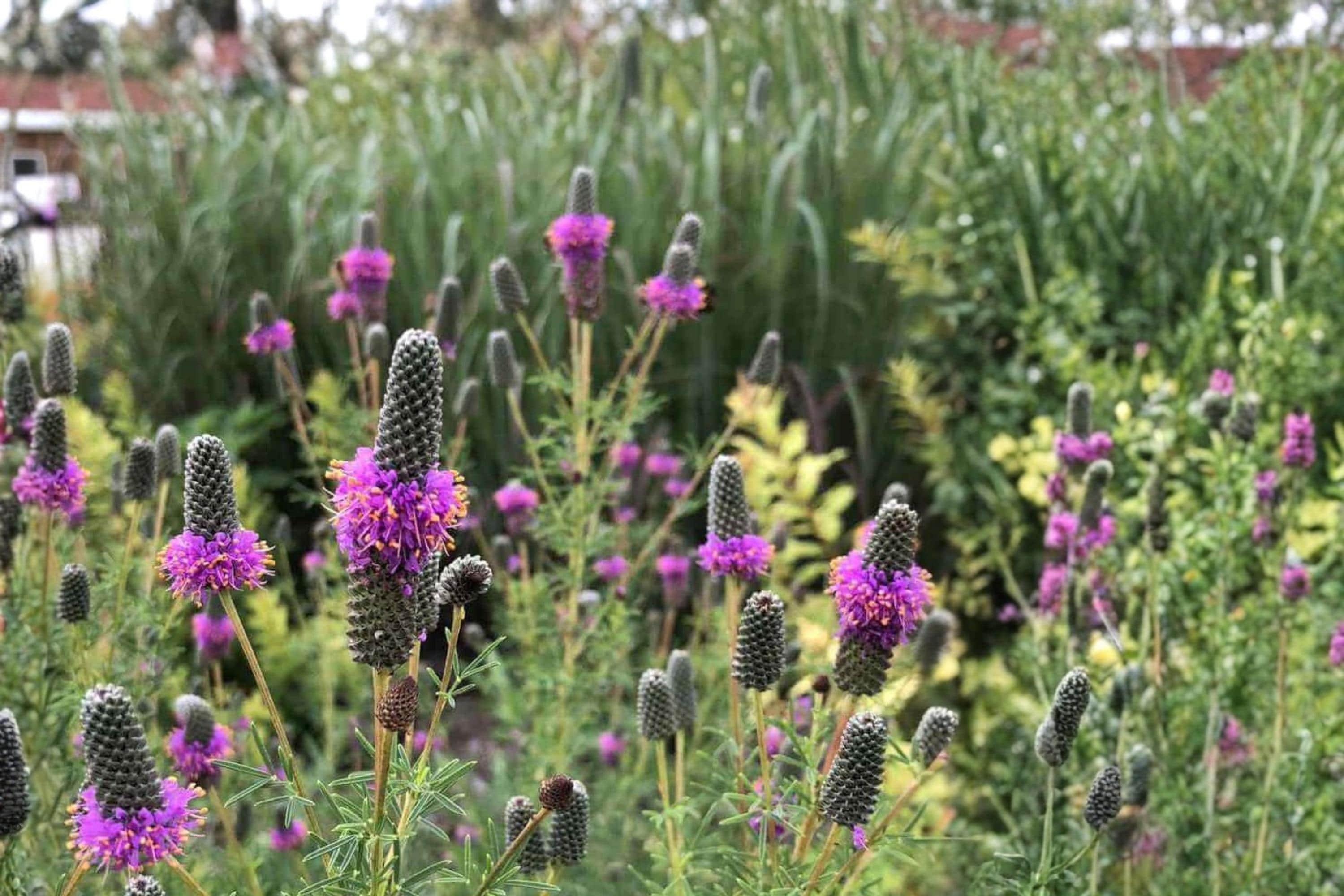 Purple Prairie Clover Seeds – Dalea purpurea Wildflower, Drought Tolerant, Perennial, Native Pollinator Plant