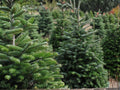 Live Norway Spruce Trees (2–3 ft) – Evergreen Conifers for Hedges, Windbreaks, Privacy Screens – Picea abies
