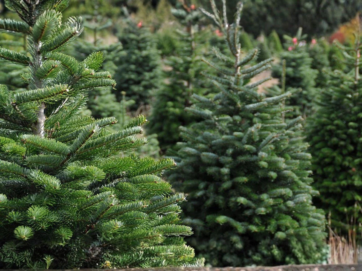 Live Norway Spruce Trees (2–3 ft) – Evergreen Conifers for Hedges, Windbreaks, Privacy Screens – Picea abies