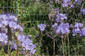 Lacy Phacelia Seeds – Phacelia tanacetifolia – Lavender-Blue Wildflower for Pollinators & Meadow Gardens