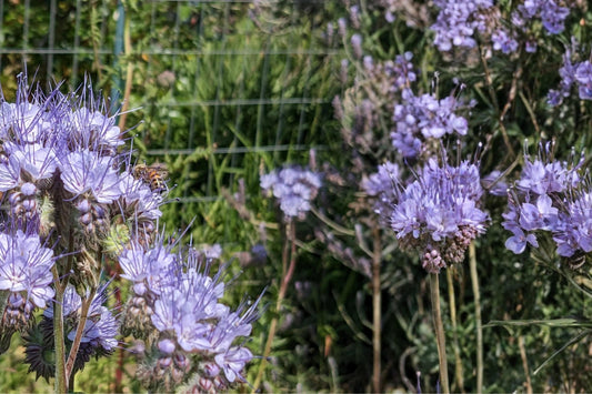 Lacy Phacelia Seeds – Phacelia tanacetifolia – Lavender-Blue Wildflower for Pollinators & Meadow Gardens