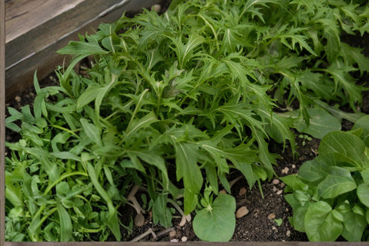 Mizuna Seeds – Brassica rapa Leafy Green for Salad, Cool Season Vegetable, Fast-Growing Mustard Green Seed