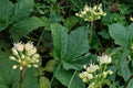 Wild Leek Seeds – Allium tricoccum, Edible Perennial Woodland Herb, Shade Plant, Moist Well-Drained Soil