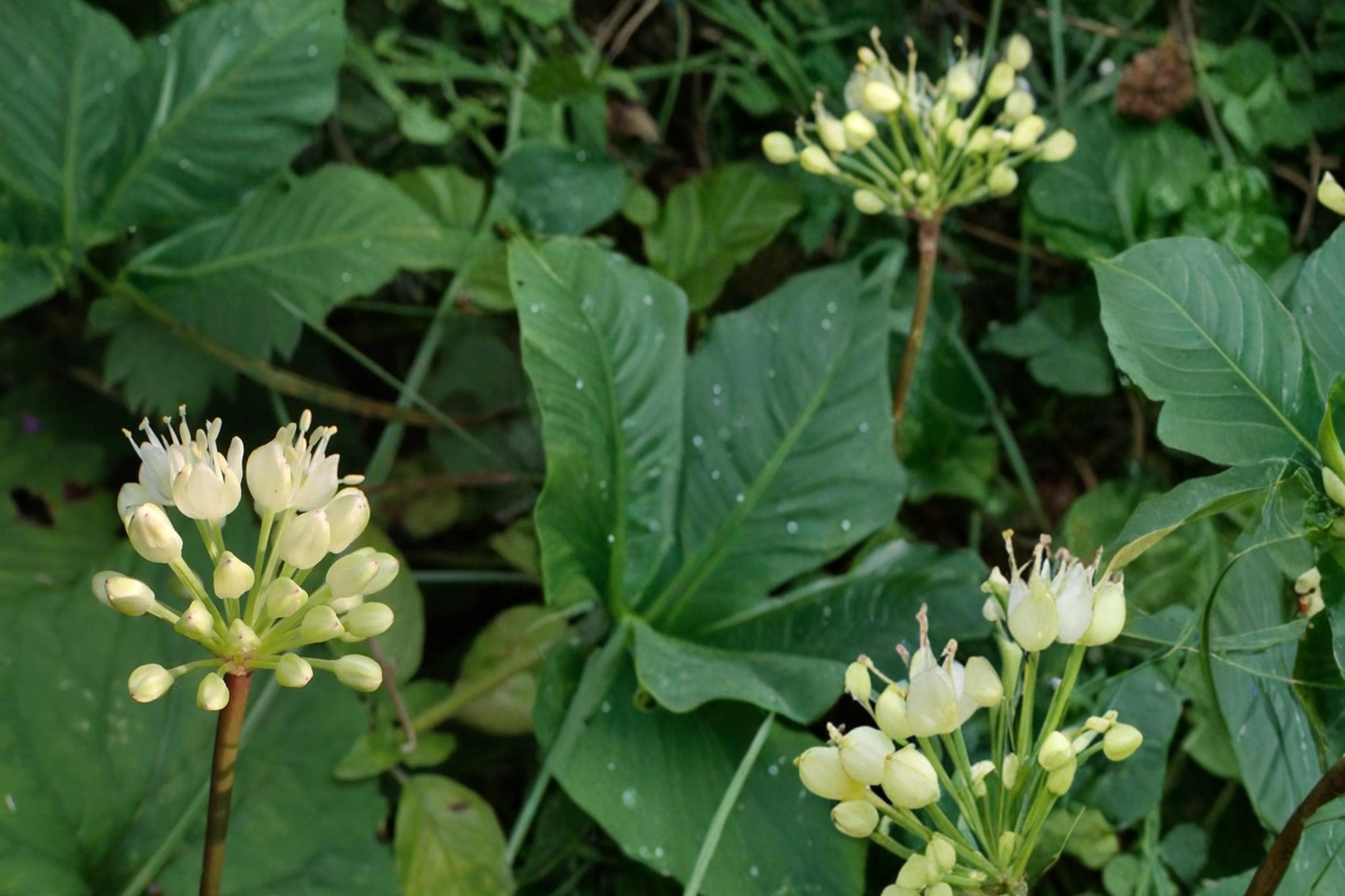Wild Leek Seeds – Allium tricoccum, Edible Perennial Woodland Herb, Shade Plant, Moist Well-Drained Soil