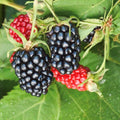 Arapaho Thornless Blackberry Starter Plant, 6-10 Inches, Rooted Live Plant for Home Garden, Edible Fruit, Rubus fruticosus