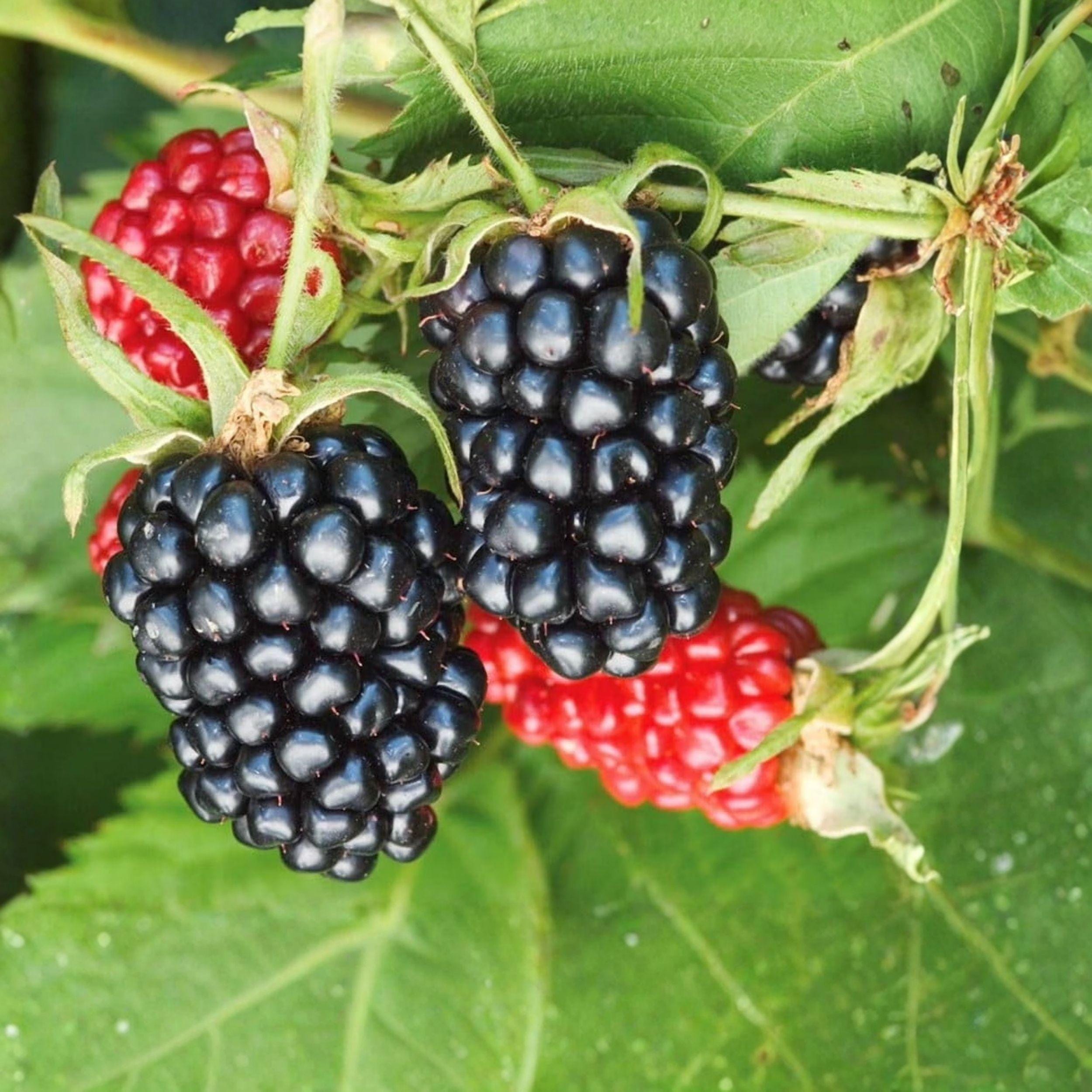 Arapaho Thornless Blackberry Starter Plant, 6-10 Inches, Rooted Live Plant for Home Garden, Edible Fruit, Rubus fruticosus