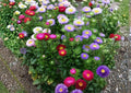 Powder Puff Aster Seeds Rainbow Mix – Colorful Chrysanthemum-Style Flower Seeds for Garden & Cut Flowers, Non-GMO Annual Planting