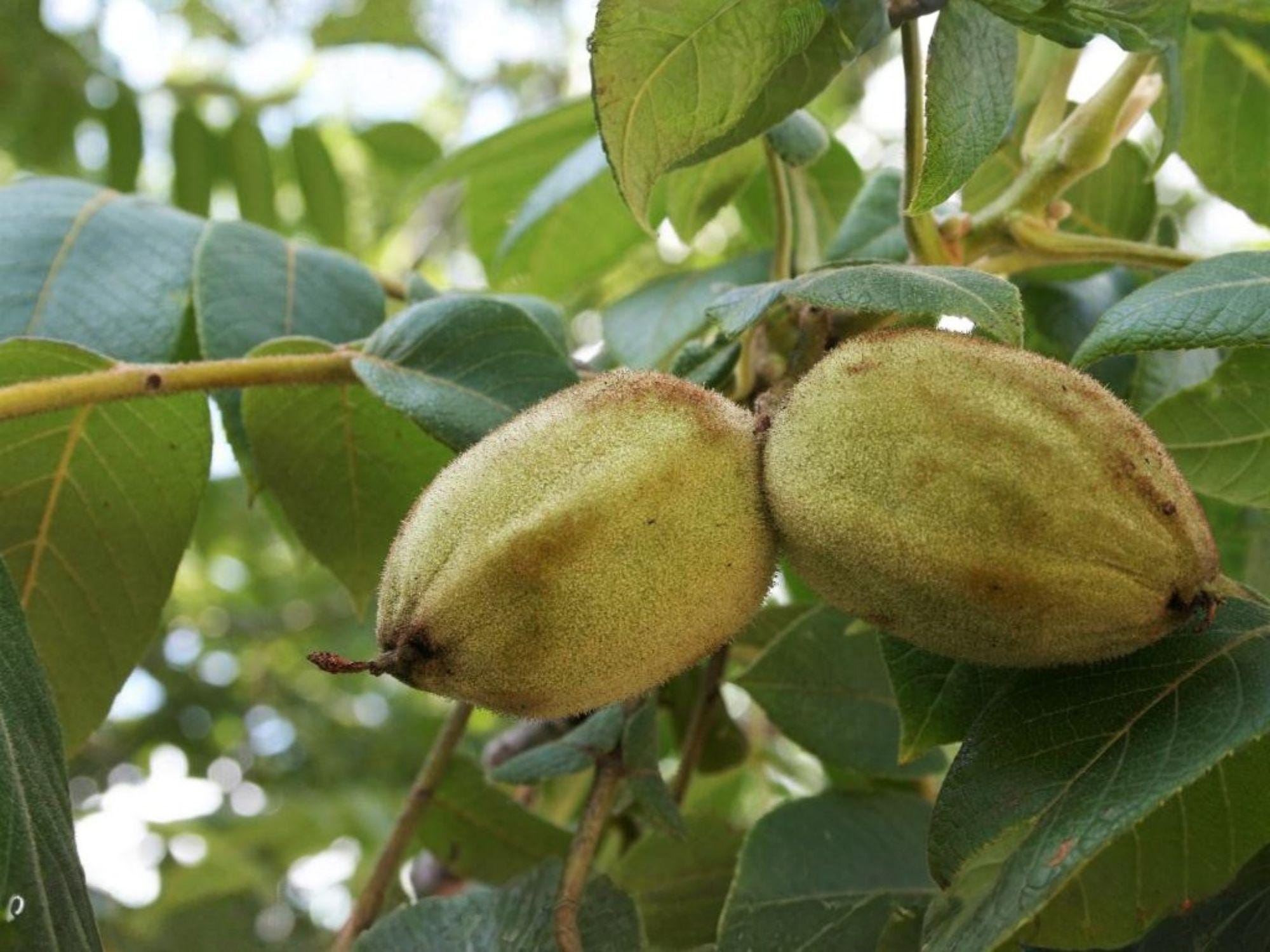 Two Live Butternut Trees – Juglans cinerea, Nut Tree, 2 ft Tall, White Walnut for Garden & Edible Landscape