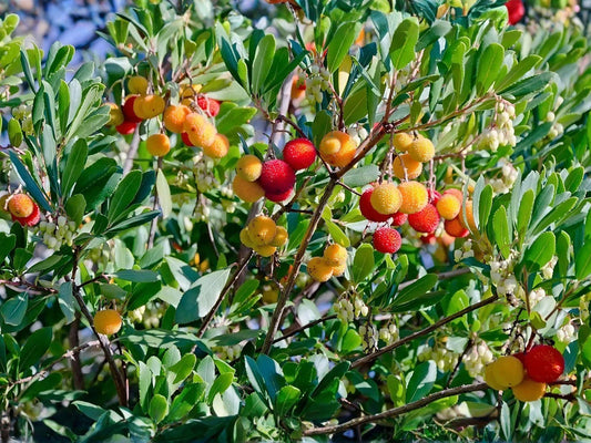 Live Strawberry Tree Plants – Arbutus unedo Evergreen Ornamental Fruit Trees, 9-15 in, Decorative Berries & White-Pink Flowers