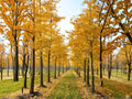Live Ginkgo Biloba Tree 1-2 ft Tall – Ornamental Deciduous Tree with Golden Autumn Foliage – Ginkgo biloba