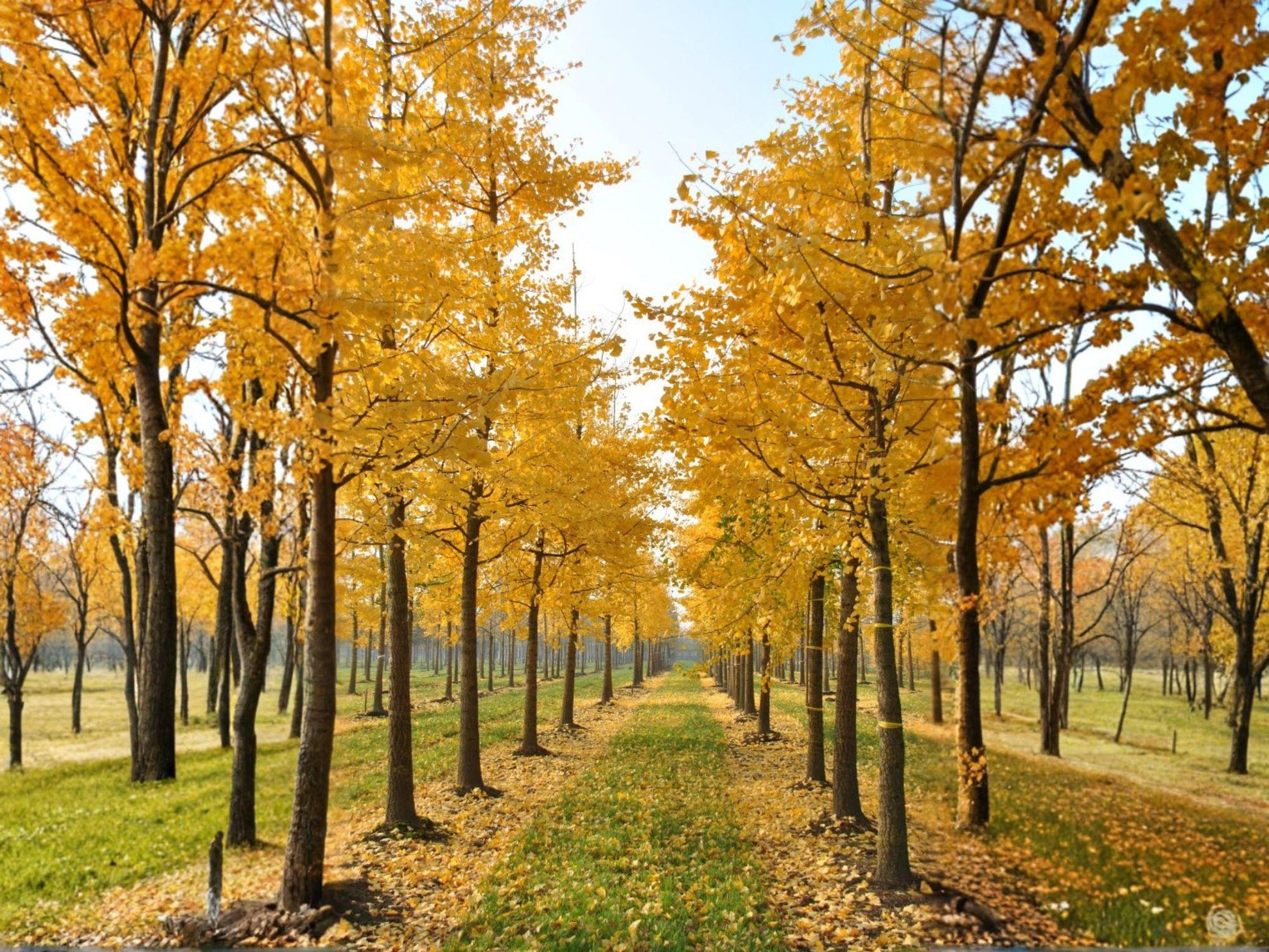 Live Ginkgo Biloba Tree 1-2 ft Tall – Ornamental Deciduous Tree with Golden Autumn Foliage – Ginkgo biloba