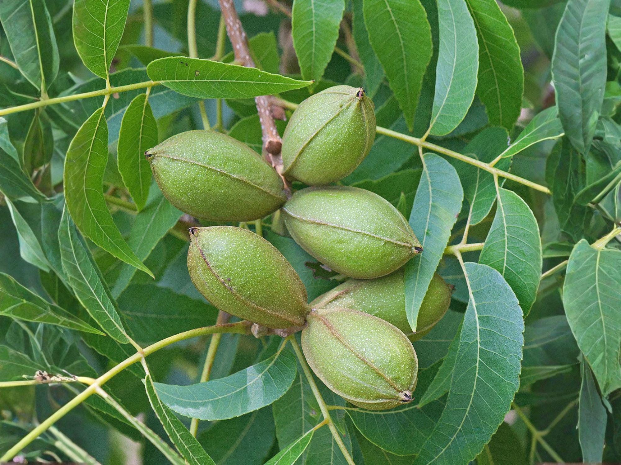 Stewart Pecan Nut Tree Live Saplings – Carya illinoinensis for Orchard Planting & Food Forests (2 Pack)