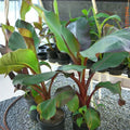 Red Abyssinian Banana Starter Plant – Ensete maurelii, Tropical Garden or Patio, 4-6 Inches, Live Rooted Plant