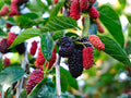 Red Mulberry Trees - 2 Saplings, Morus rubra, Native Fruit Tree, Wildlife Friendly, Edible Landscape