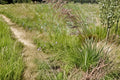 Tufted Hairgrass Seeds, Deschampsia cespitosa, Ornamental Perennial Grass, Meadow & Landscape Plant, 100 Seeds