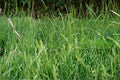 Perennial Ryegrass Seeds, Lolium perenne, Lawn & Turf Grass, Cool-Season Dense Green Ground Cover