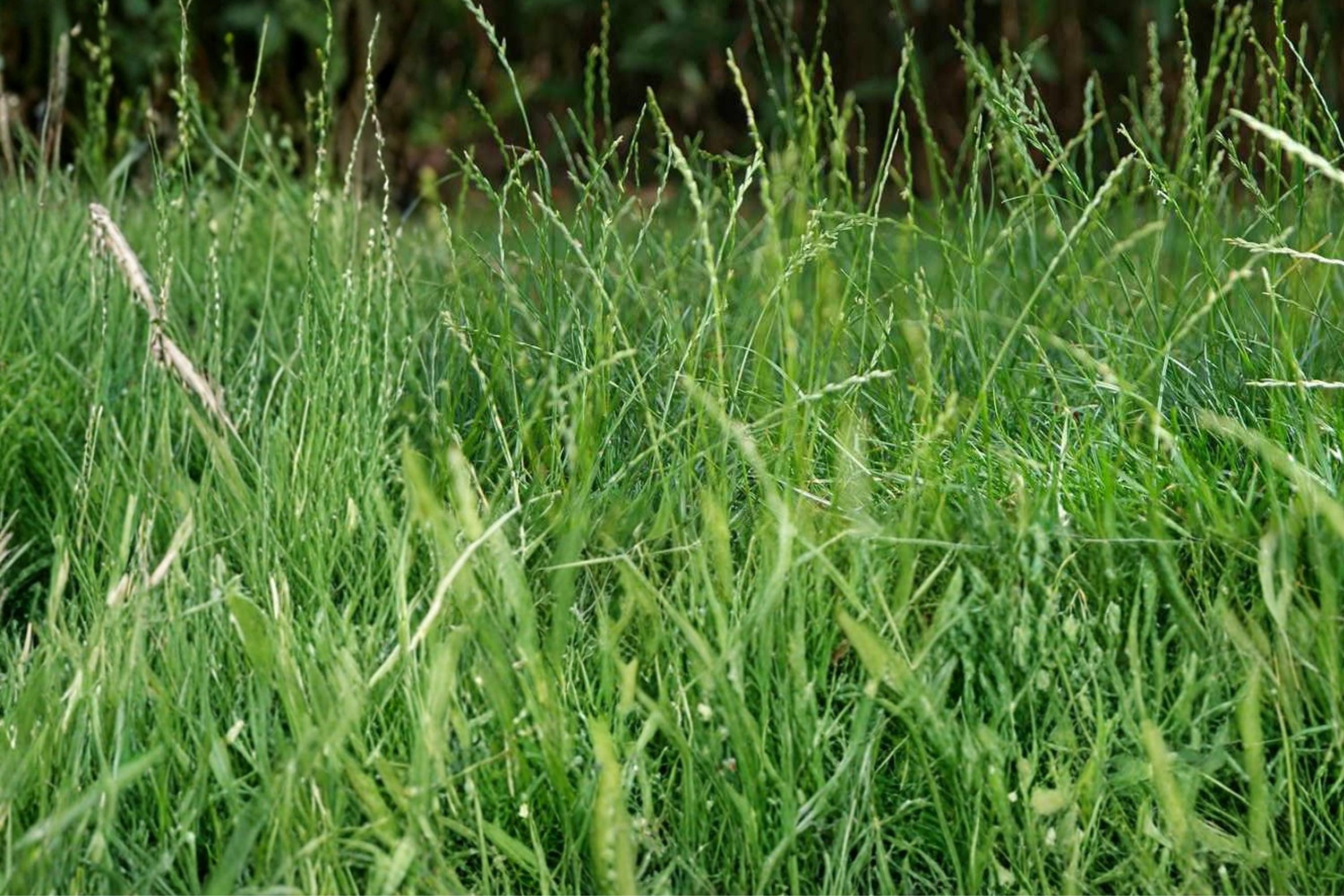 Perennial Ryegrass Seeds, Lolium perenne, Lawn & Turf Grass, Cool-Season Dense Green Ground Cover
