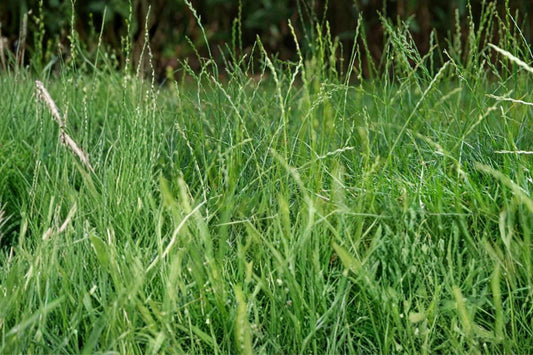 Perennial Ryegrass Seeds, Lolium perenne, Lawn & Turf Grass, Cool-Season Dense Green Ground Cover