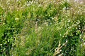 Kentucky Bluegrass Seeds, Poa pratensis, Fine-Textured Turf, Cool-Season Perennial Lawn Grass, Dense Green Cover