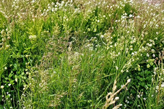 Kentucky Bluegrass Seeds, Poa pratensis, Fine-Textured Turf, Cool-Season Perennial Lawn Grass, Dense Green Cover