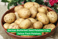 German Butterball Seed Potatoes 5 lbs – Yellow Flesh, Heirloom, Root Vegetable, Solanum tuberosum