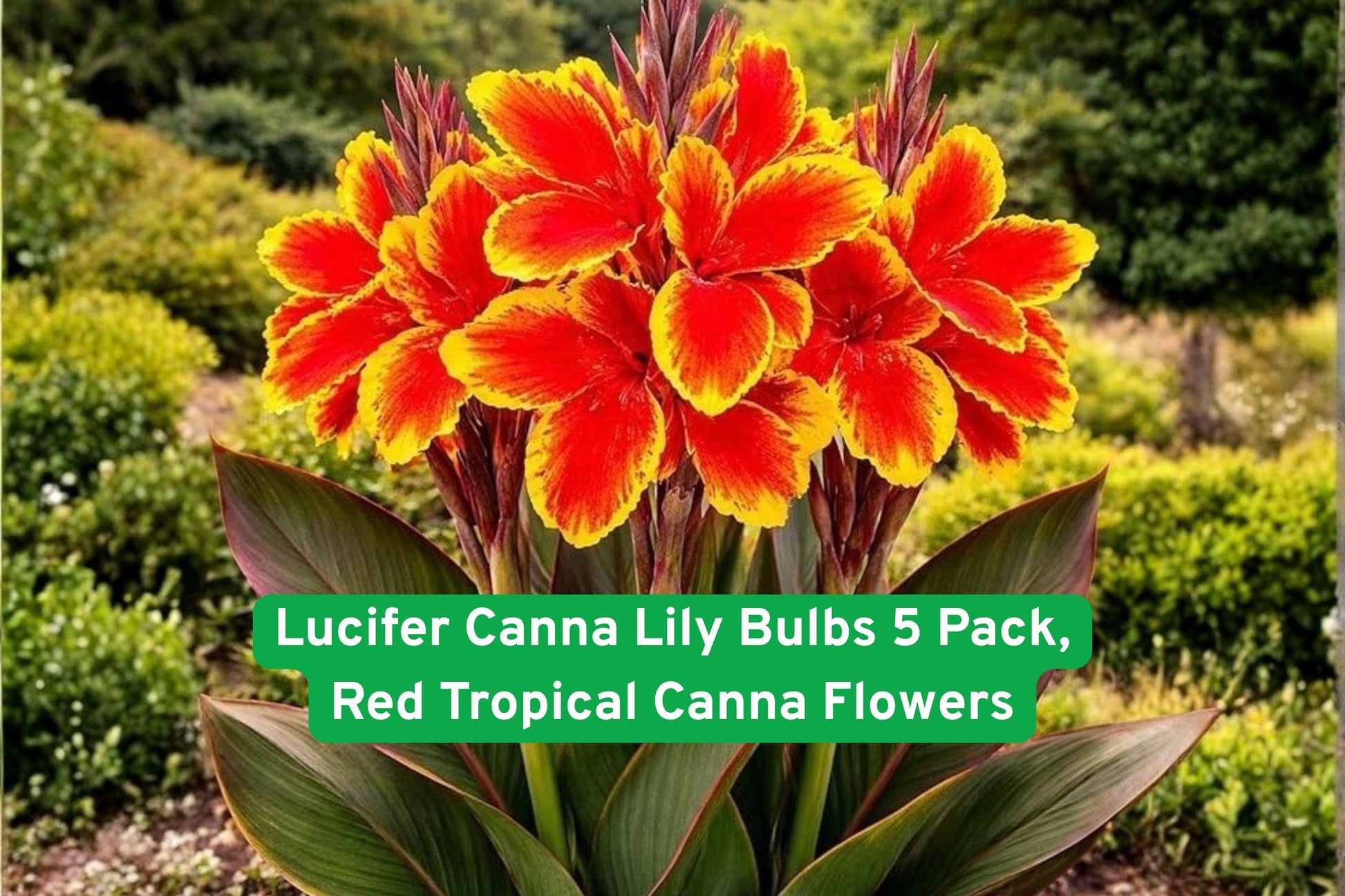 Lucifer Canna Lily Bulbs 5 Pack | Red Tropical Flowers | Canna indica | Garden, Border, Container Plant