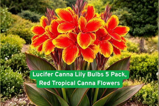 Lucifer Canna Lily Bulbs 5 Pack | Red Tropical Flowers | Canna indica | Garden, Border, Container Plant