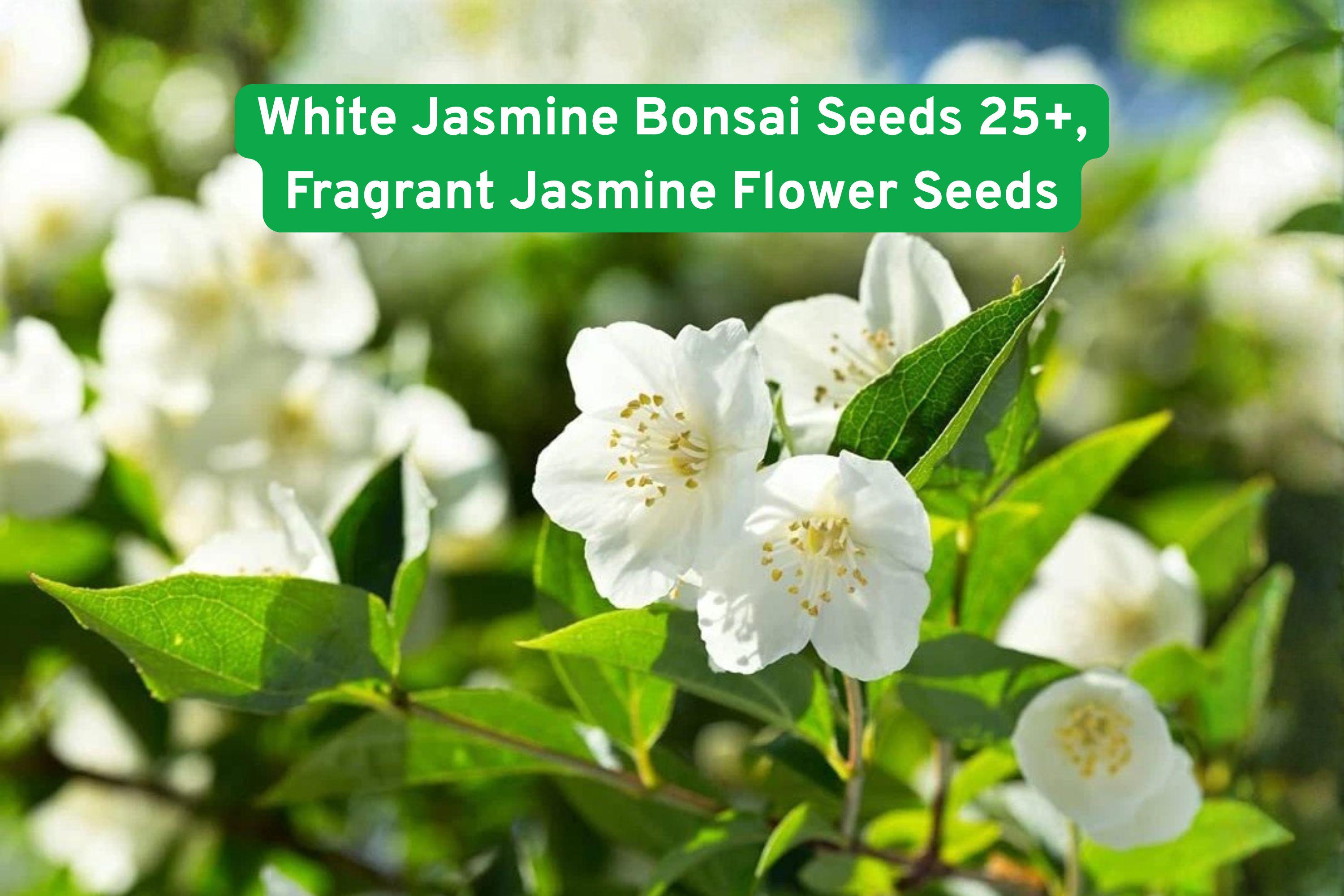 White Jasmine Seeds for Bonsai | Fragrant Flowering Plant | Beginner-Friendly | Jasminum spp. | 25+ Seeds