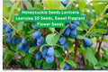 Honeysuckle Seeds Lonicera caerulea – 30 Sweet Fragrant Flower Seeds for Garden, Fences & Landscaping