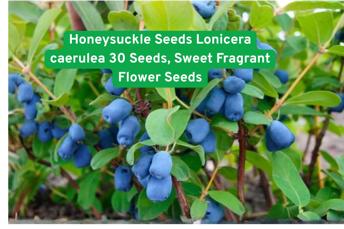 Honeysuckle Seeds Lonicera caerulea – 30 Sweet Fragrant Flower Seeds for Garden, Fences & Landscaping