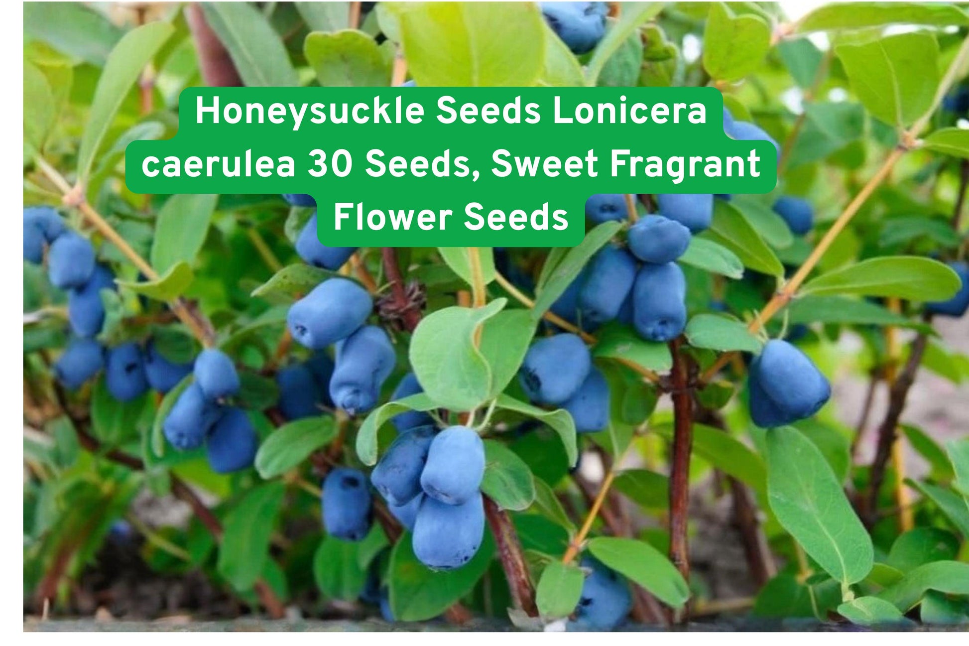 Honeysuckle Seeds Lonicera caerulea – 30 Sweet Fragrant Flower Seeds for Garden, Fences & Landscaping