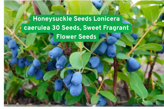 Honeysuckle Seeds Lonicera caerulea – 30 Sweet Fragrant Flower Seeds for Garden, Fences & Landscaping