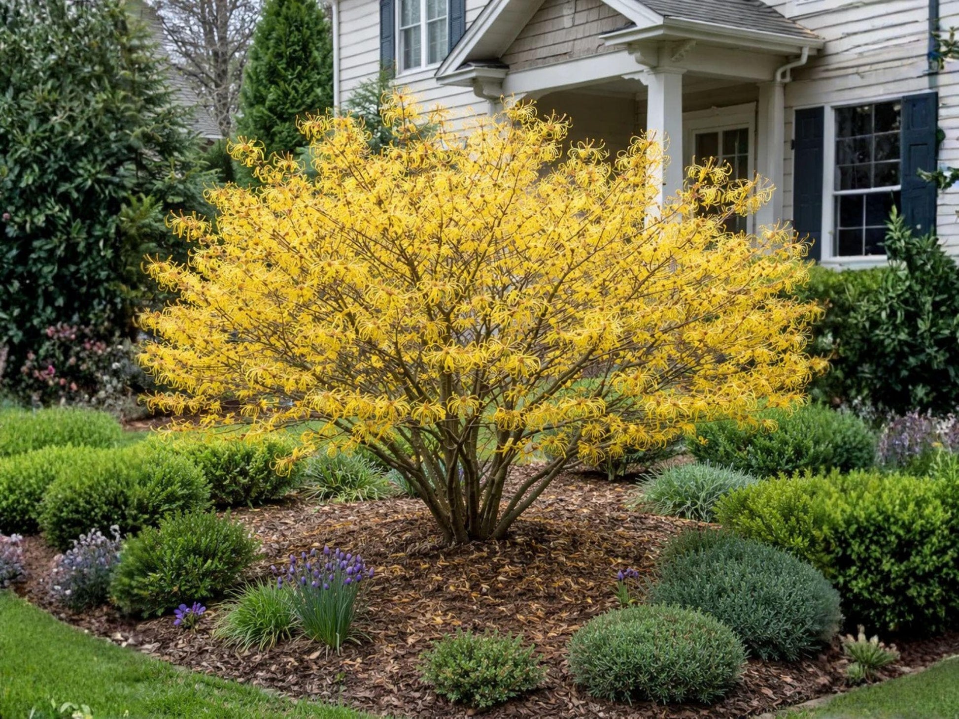Live American Witch Hazel Shrub – Fragrant Yellow Fall Flowers, Native Pollinator Plant, Hamamelis virginiana, Woodland Garden, 2 Plants