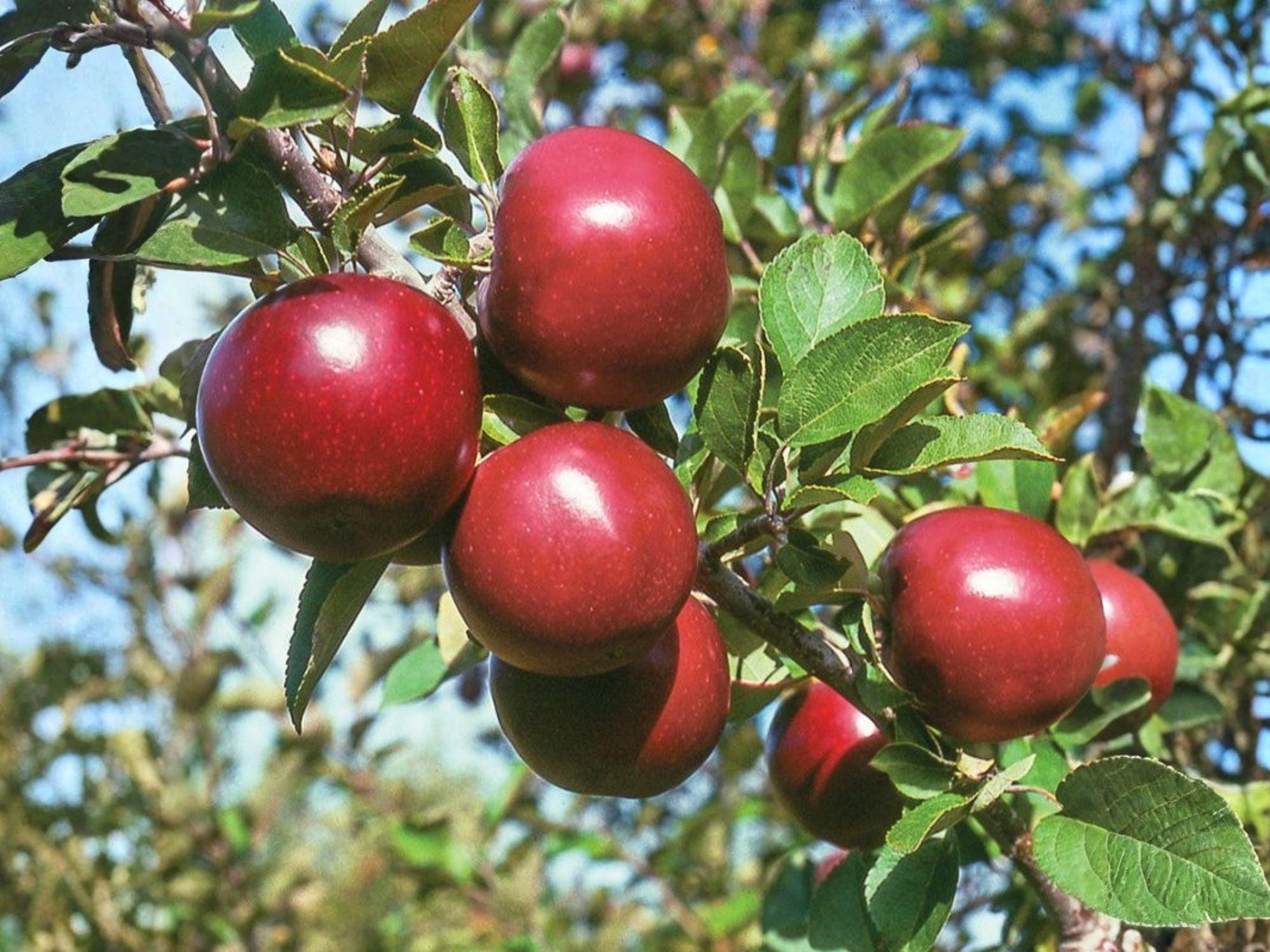Arkansas Black Apple Tree – Semi-Dwarf Grafted Fruit Tree with Dark Red Apples – Malus domestica for Backyard Orchards & Edible Landscapes