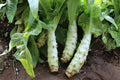Celtuce Seeds 200 | Asparagus Lettuce (Lactuca sativa var. angustana) for Tender Leaves & Crisp Stems | Asian Green Seed