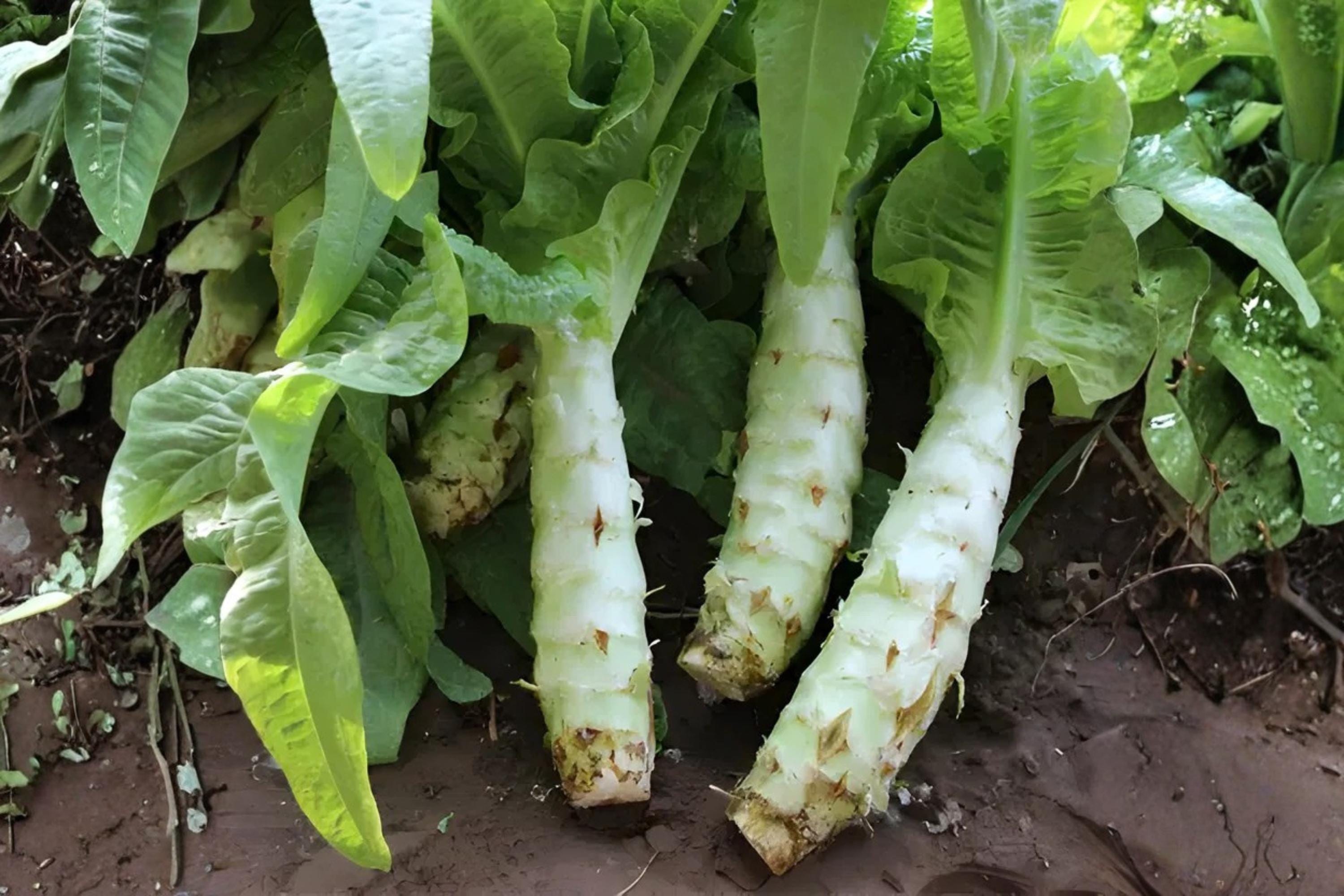 Celtuce Seeds 200 | Asparagus Lettuce (Lactuca sativa var. angustana) for Tender Leaves & Crisp Stems | Asian Green Seed