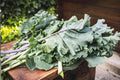 Champion Collards Seeds (Brassica oleracea) – High-Yielding Leafy Green for Cooking, Heat Tolerance, Slow Bolting, Home Gardens