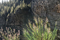 Creeping Bentgrass Seeds – Agrostis stolonifera – Fine Turf Grass for Lawns & Golf Courses