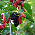 Dwarf Everbearing Mulberry Fruit Tree Starter – Morus nigra, Edible Dark Purple Berries, Container or Garden Plant