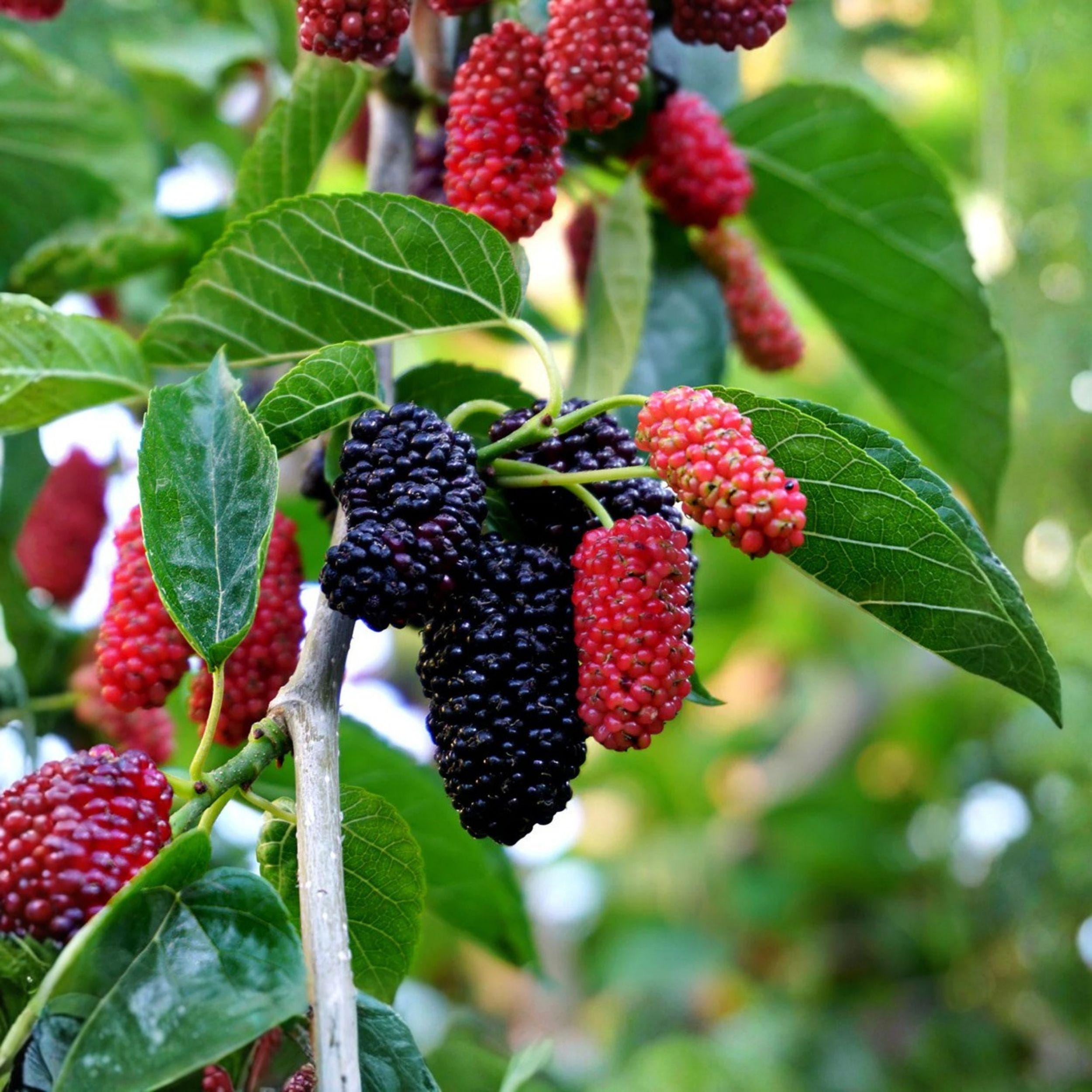 Dwarf Everbearing Mulberry Fruit Tree Starter – Morus nigra, Edible Dark Purple Berries, Container or Garden Plant