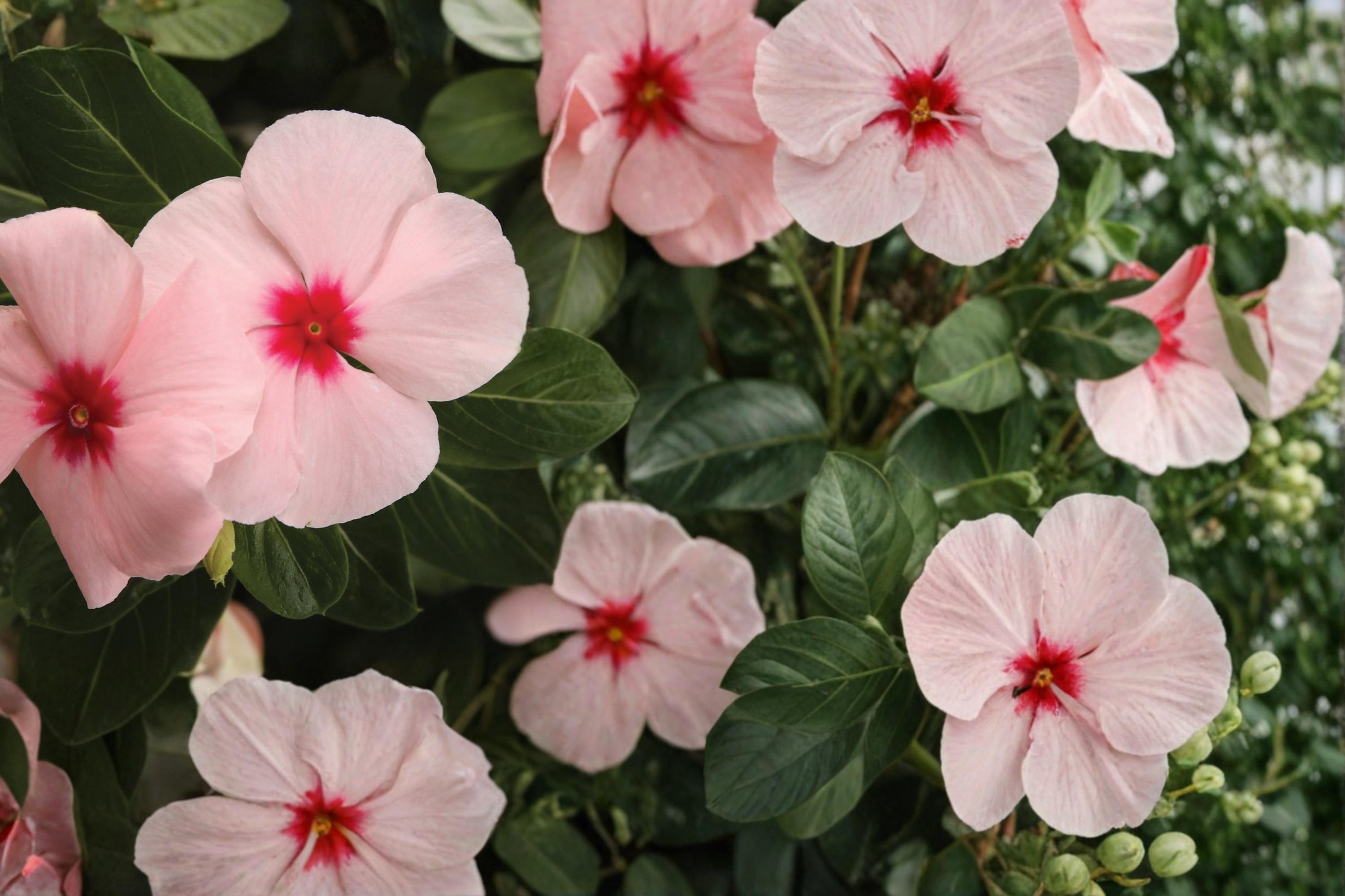 Apricot Vinca Seeds – Catharanthus roseus, Compact Annual Flower for Garden Beds & Containers
