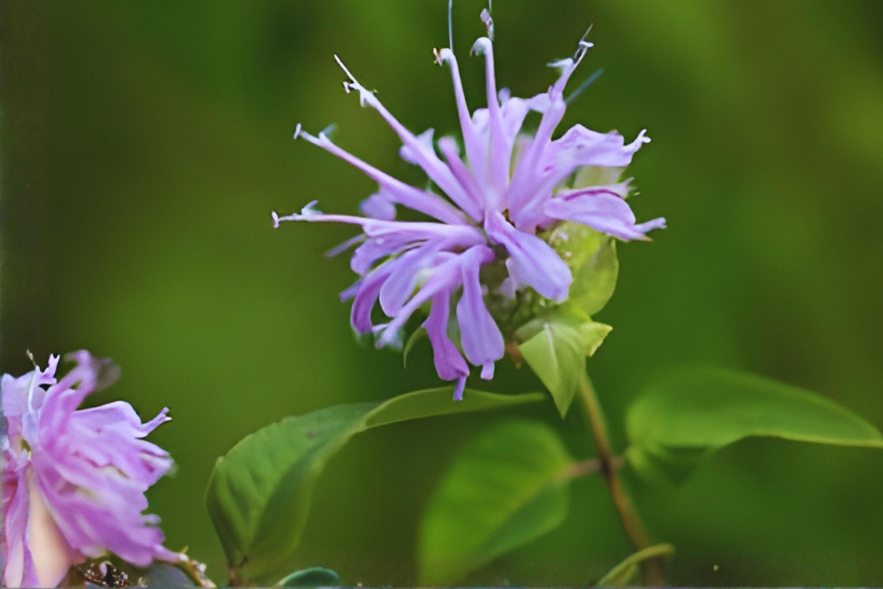 Purple Bergamot Bee Balm Seeds – Native Wildflower, Attractive to Bees & Butterflies, Monarda media, Pollinator Garden Plant