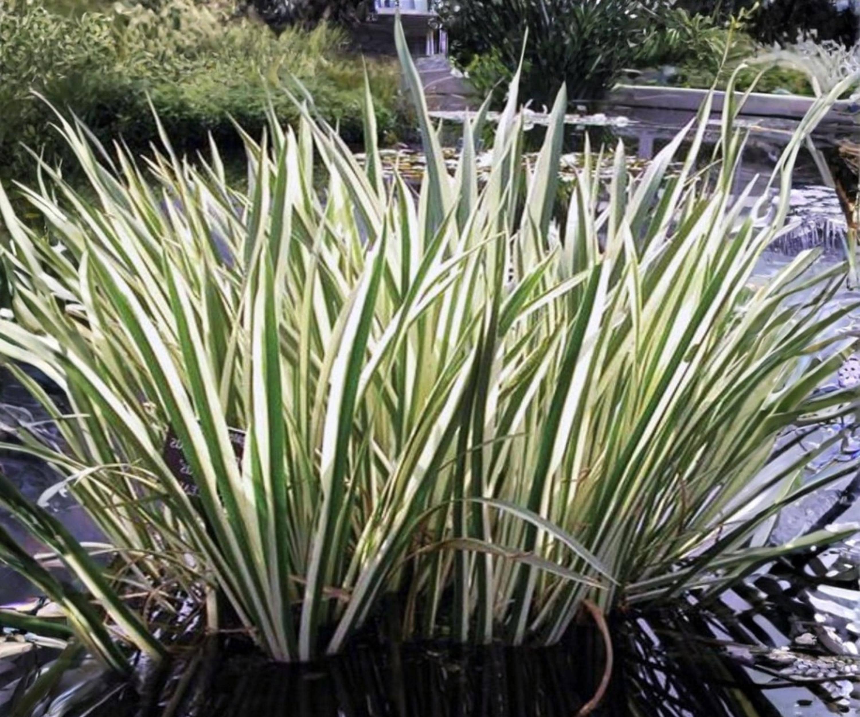 Variegated Sweet Flag Live Pond Plant – Acorus calamus ‘Variegatus’ – Hardy Marginal Aquatic Plant with Green White Foliage
