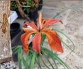 Red Iris Fulva Live Pond Plant – Hardy Aquatic Marginal Bog Flowering in Spring – Native Iris fulva for Water Gardens and Wetlands