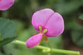 Ticktrefoil Seeds (40) | Native Desmodium paniculatum Wildflower for Pollinators & Native Gardens