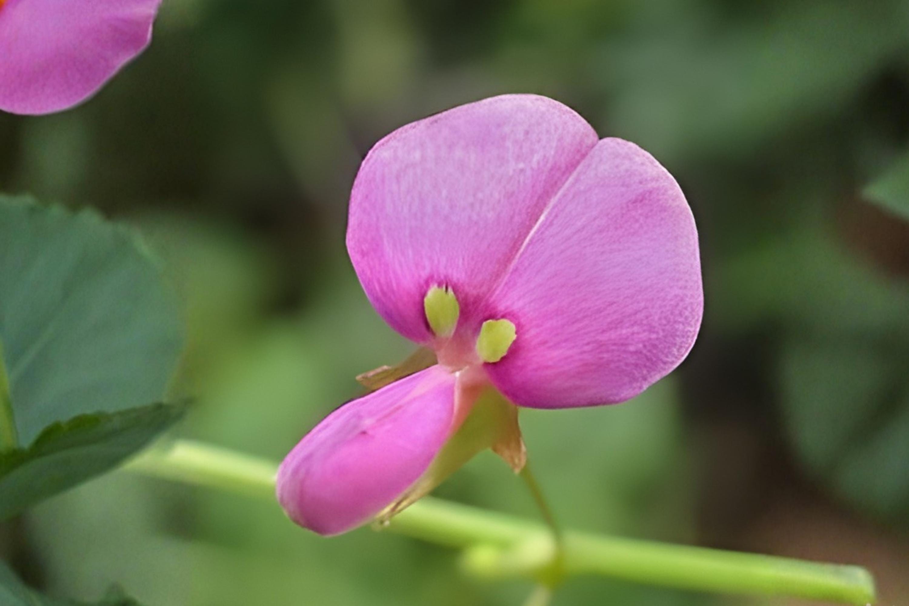 Ticktrefoil Seeds (40) | Native Desmodium paniculatum Wildflower for Pollinators & Native Gardens