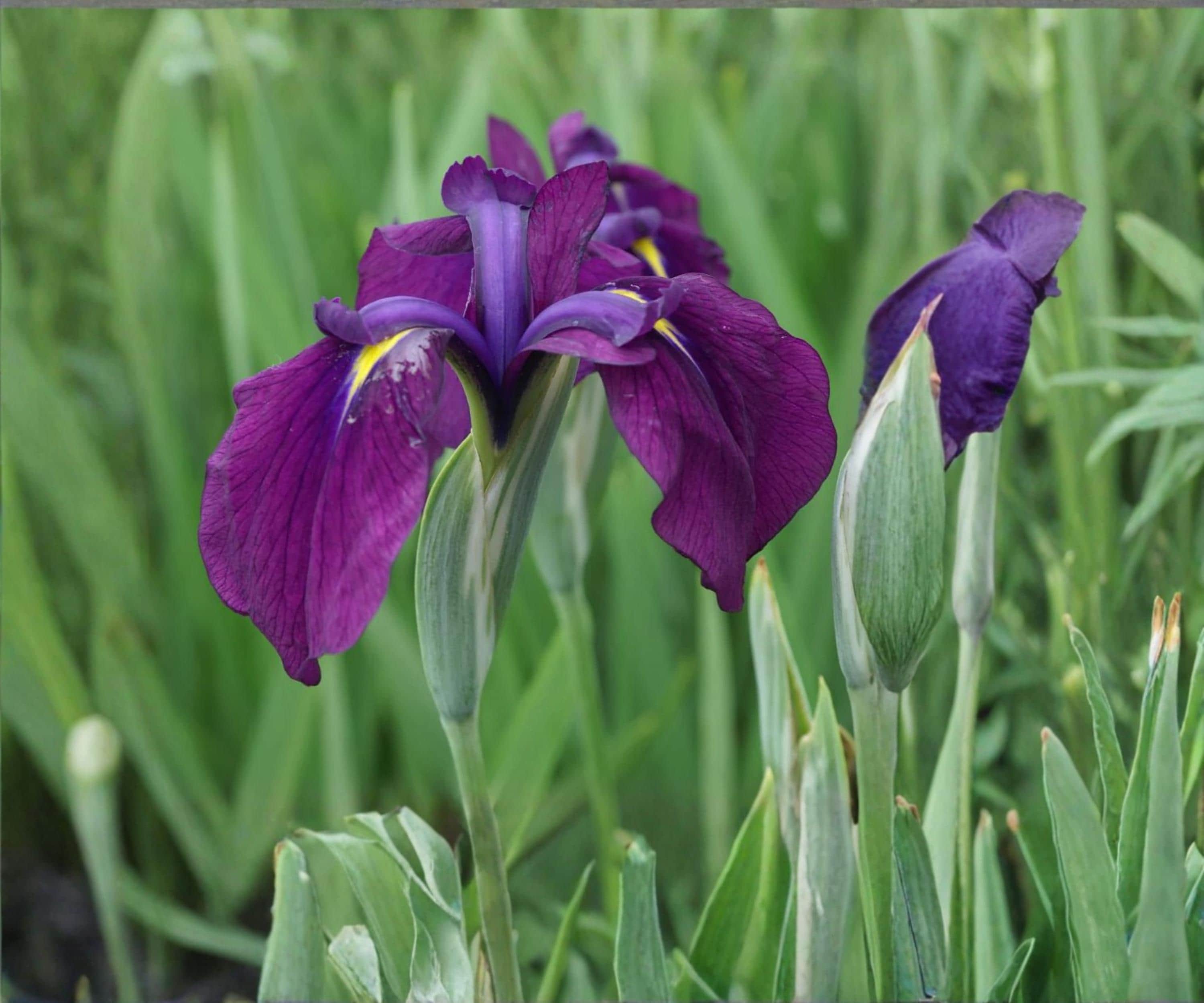 Variegated Japanese Iris Live Pond Plant – Iris kaempferi Variegata – Hardy Aquatic Marginal with Purple Flowers