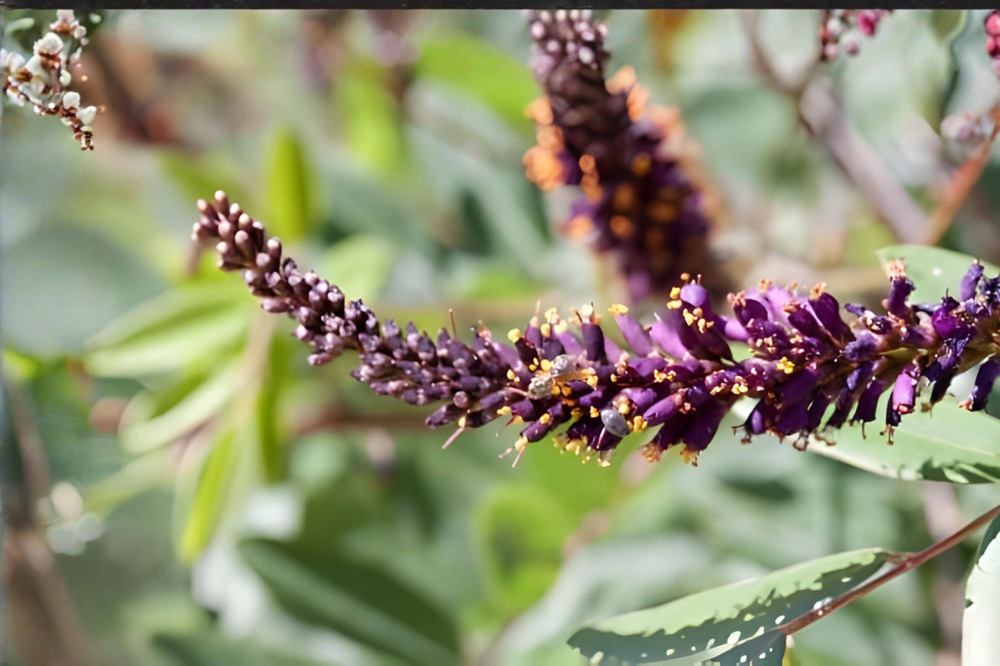 Leadplant Seeds 40 Amorpha canescens Native Prairie Shrub Drought Tolerant Pollinator Plant