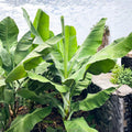 Grand Nain Banana Starter Plant 4-10 Inches | Musa acuminata | Tropical Fruit Plant for Garden or Container
